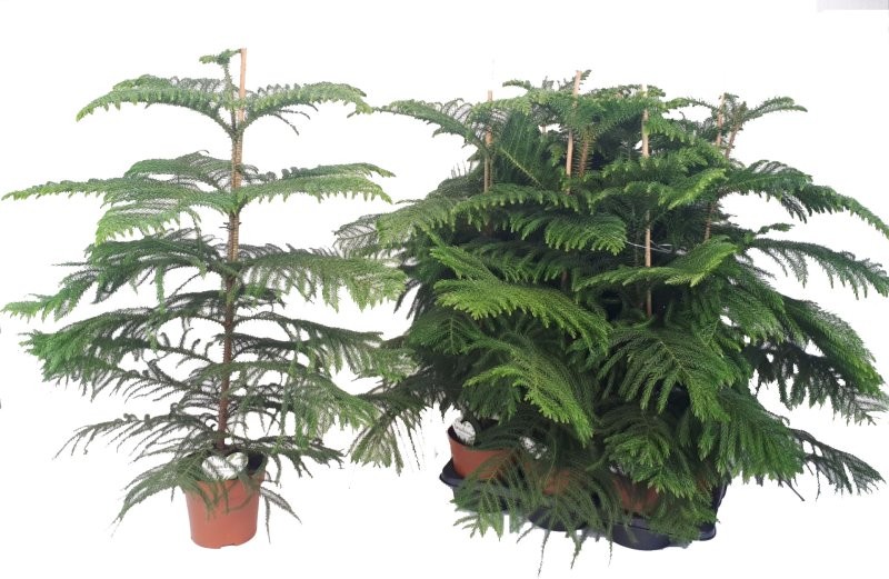 ARAUCARIA  M17- 60cm