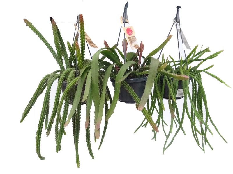 APOROCACTUS  MIX  PENJAR M14