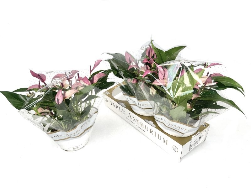 ANTHURIUM ZIZOU TARRINA 17