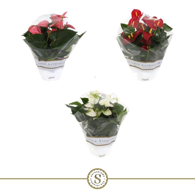 ANTHURIUM TARRINA 17 MIX
