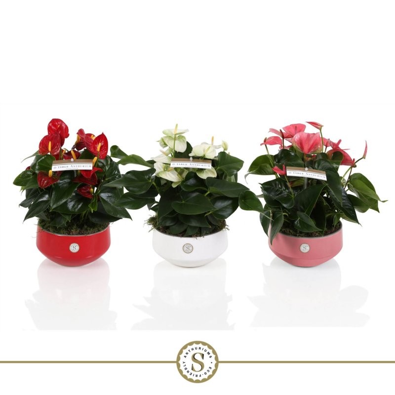 ANTHURIUM TARRINA 17 MIX CERAMICA