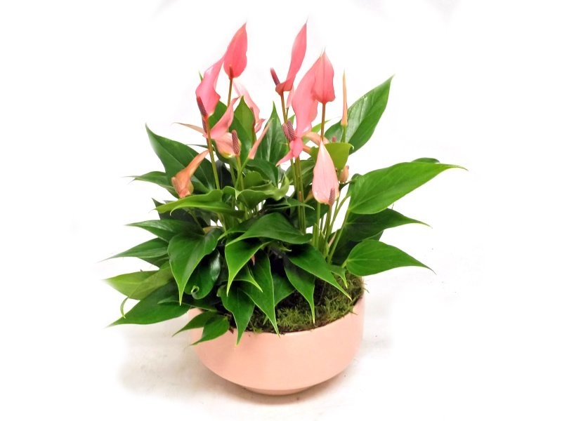 ANTHURIUM LILI TARRINA 17 CERAMICA