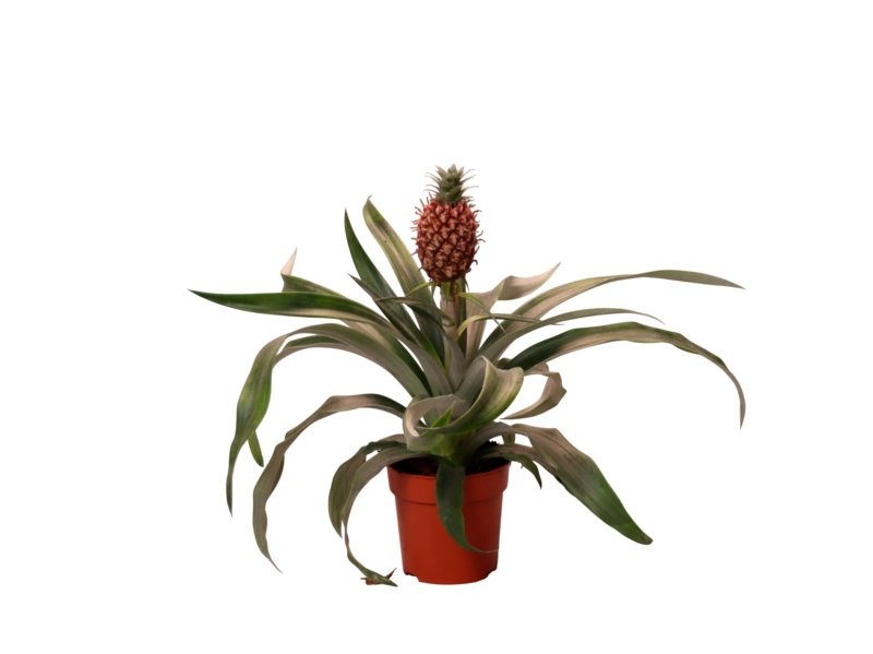 ANANAS  M09- 25cm  CORONA