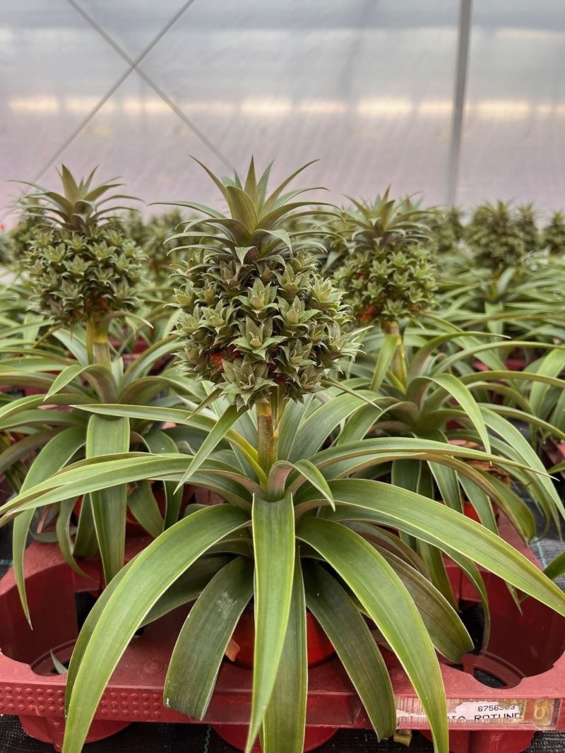 ANANAS  M12- 35cm  BABY BOOM