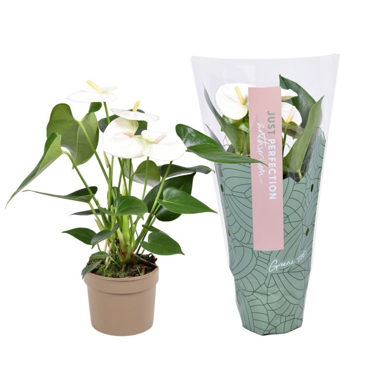 ANTHURIUM  M 9 WHITE Namora