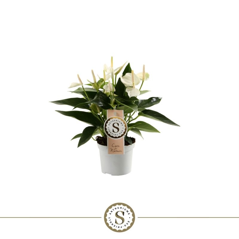 ANTHURIUM  M 9 WHITE CHAMPION