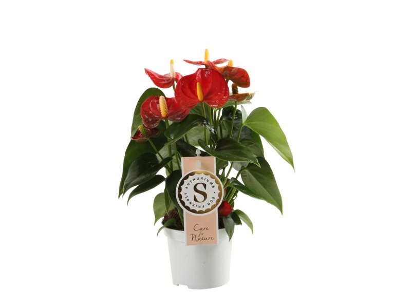 ANTHURIUM  M 9 RED CHAMPION
