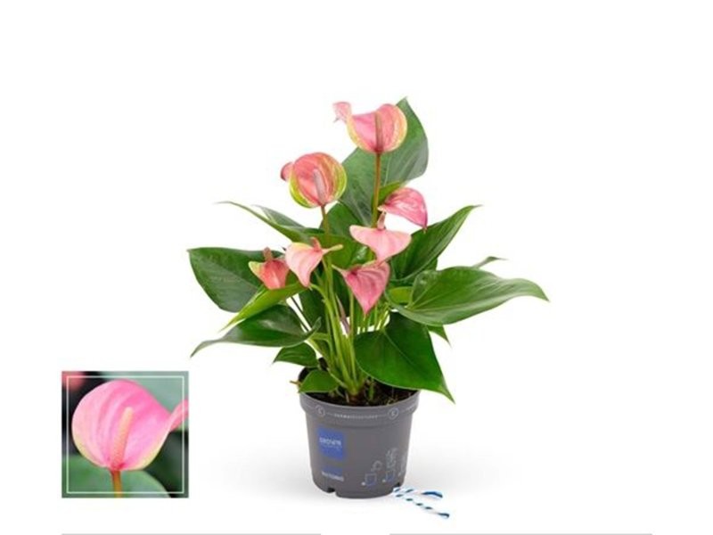 ANTHURIUM  M 9 JOLIE