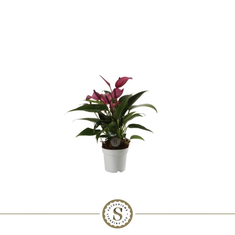 ANTHURIUM  M 7 ZIZOU