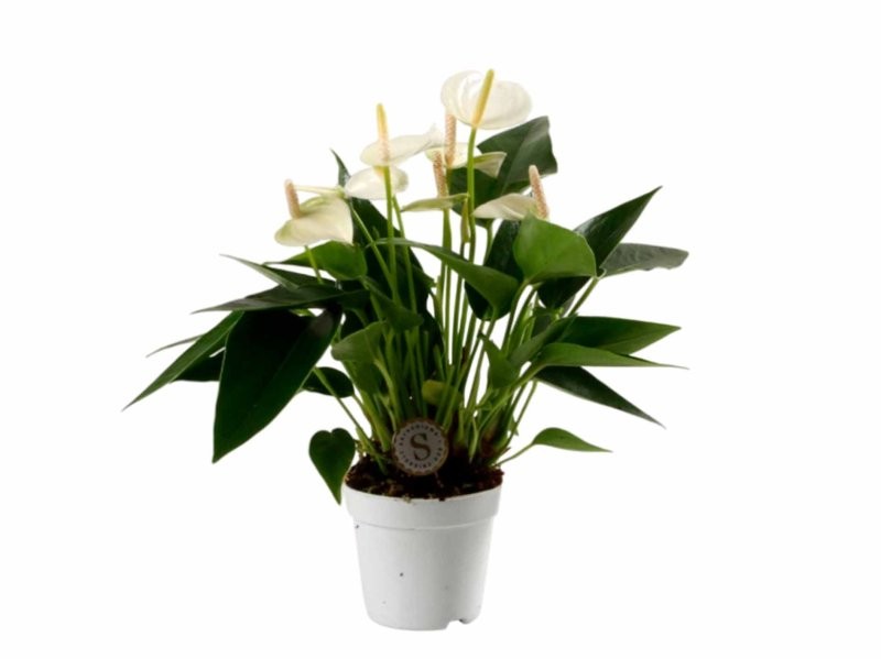 ANTHURIUM  M 7 WHITE CHAMPION