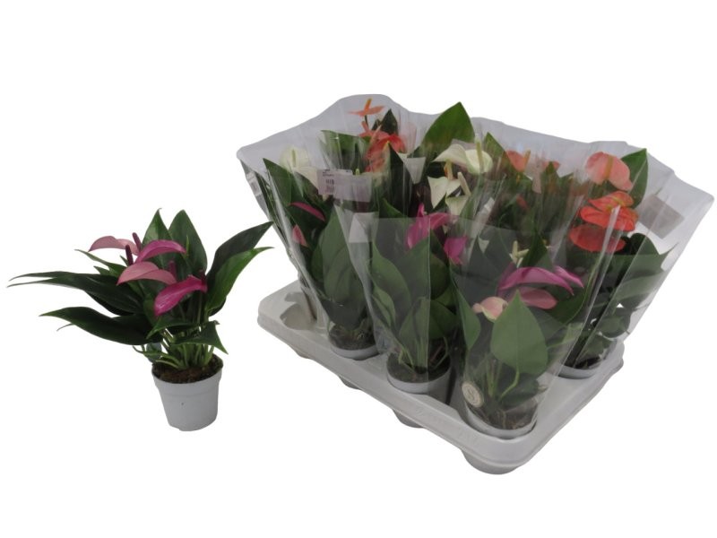 ANTHURIUM  M 7 TOP MIX