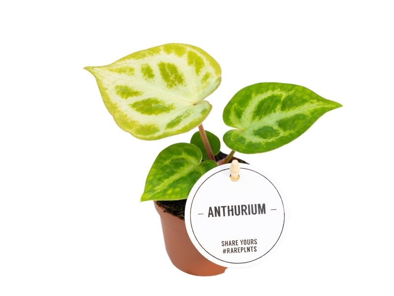 ANTHURIUM  M12 SILVER BUSH