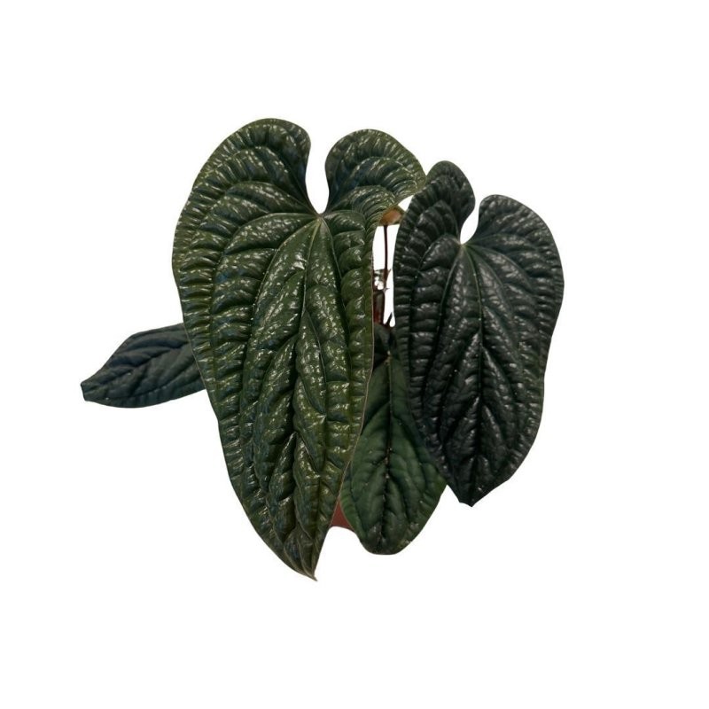 ANTHURIUM  M21 LUXURIANSxRADICAN