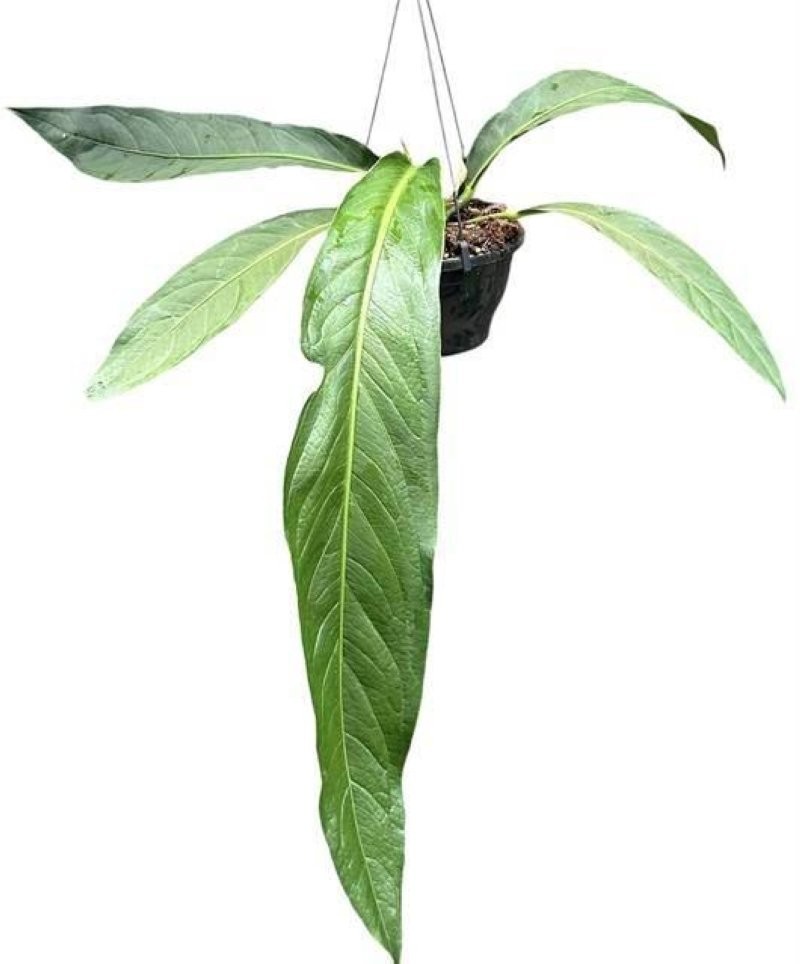 ANTHURIUM  M20 H40 BIG BILL penjador