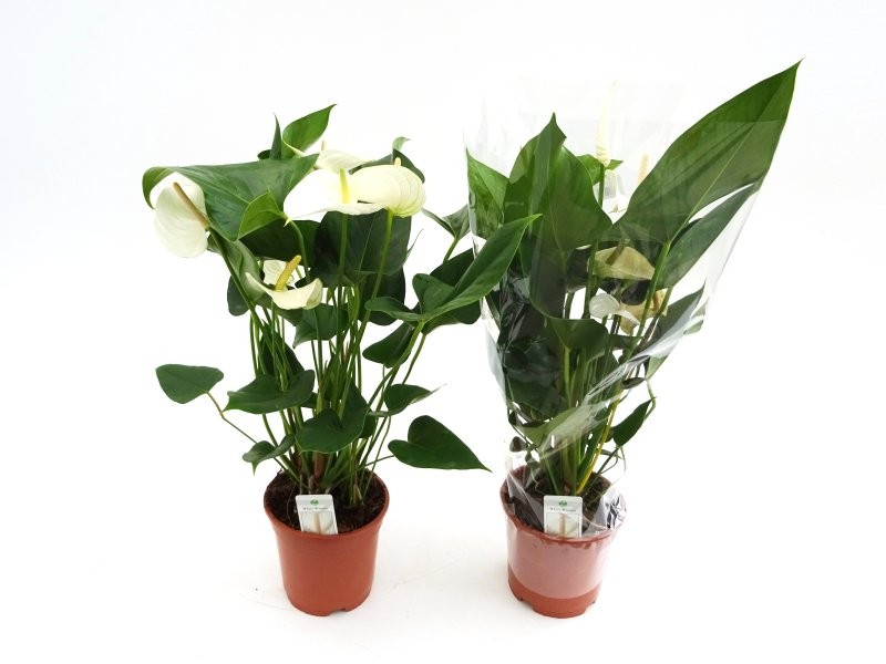 ANTHURIUM  M17 WHITE WINNER