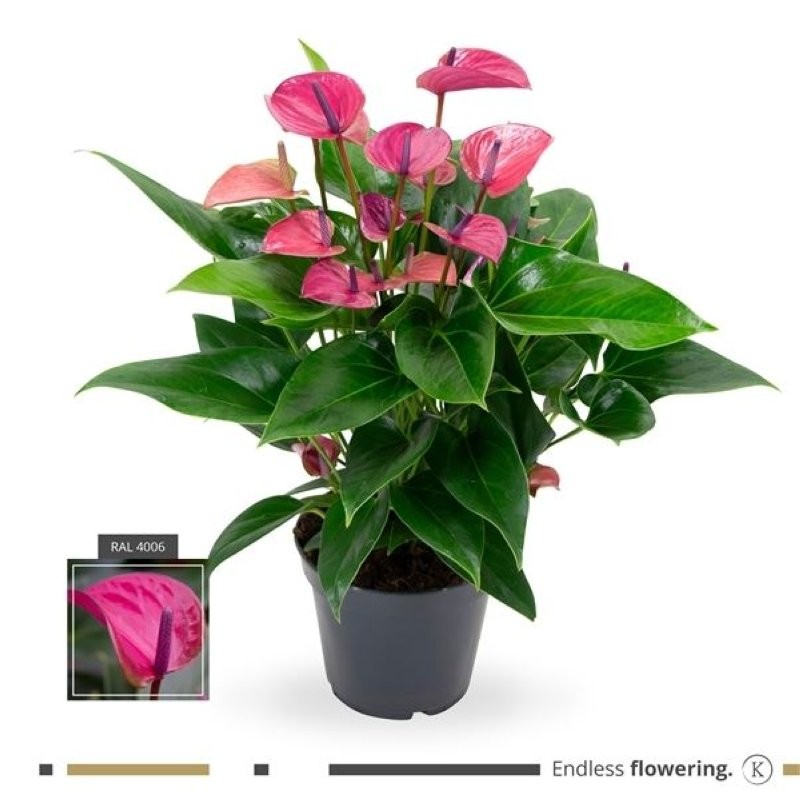 ANTHURIUM  M17 PURPLE