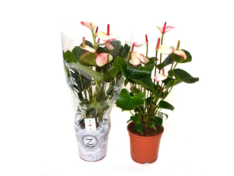 ANTHURIUM  M17 PRINCESS AMALIA ELEGANCE