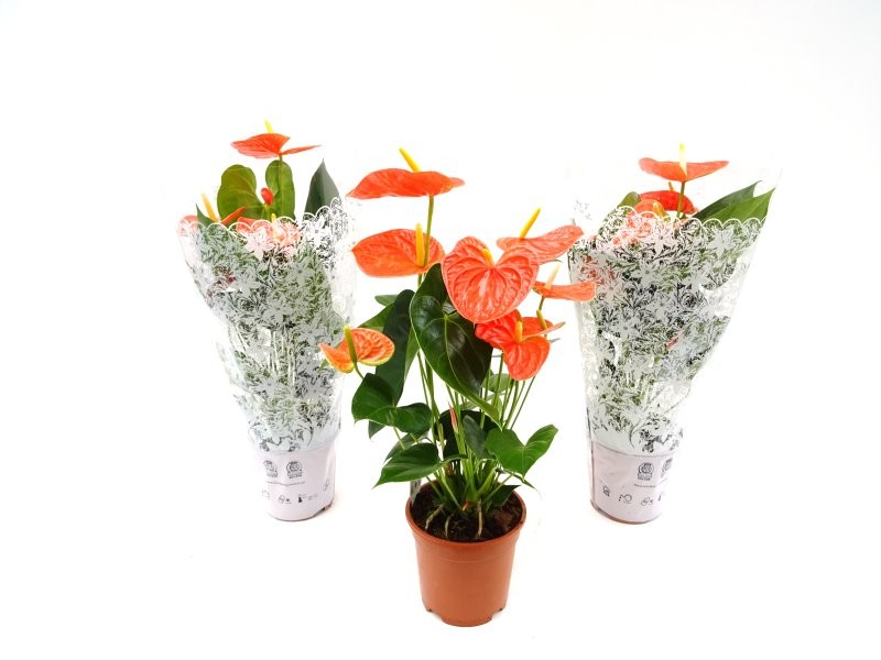 ANTHURIUM  M17 PRINCE OF ORANGE