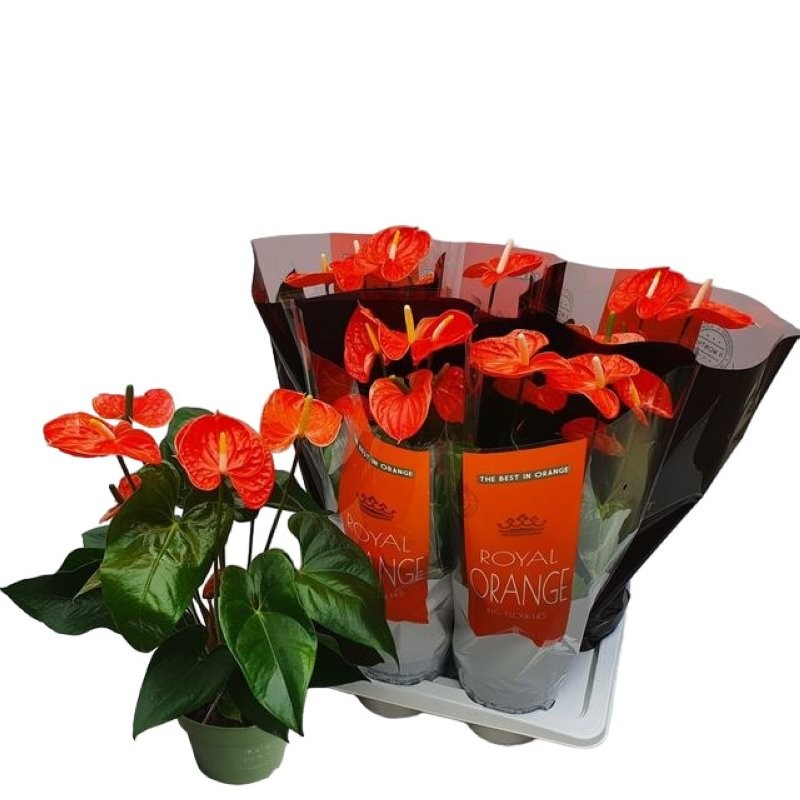 ANTHURIUM  M17 MADURAL ORANGE