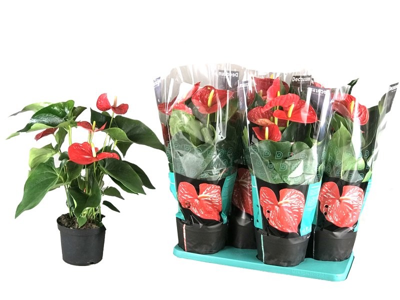 ANTHURIUM  M17 MINNESOTA flor gran