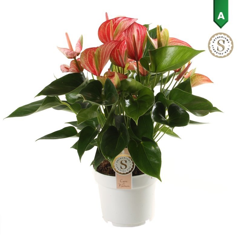 ANTHURIUM  M17 LIVIUM RED