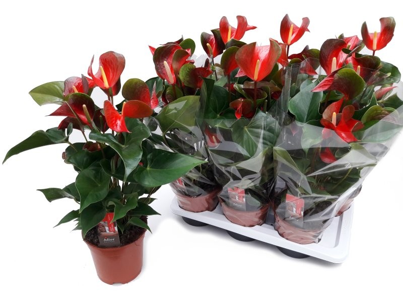 ANTHURIUM  M17 DYNAMITE RED