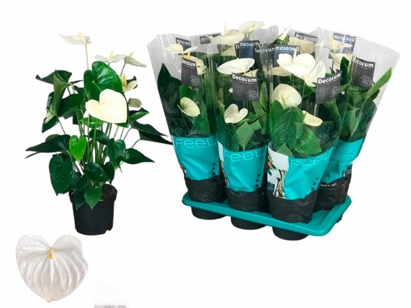 ANTHURIUM  M17 ALASKA