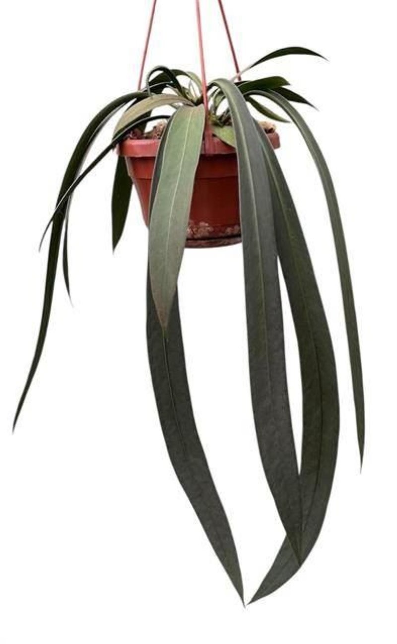 ANTHURIUM  M14 VITTARIFOLIUM  colgador