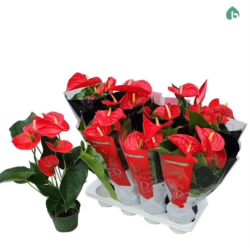 ANTHURIUM  M14 MICHIGAN flor gran