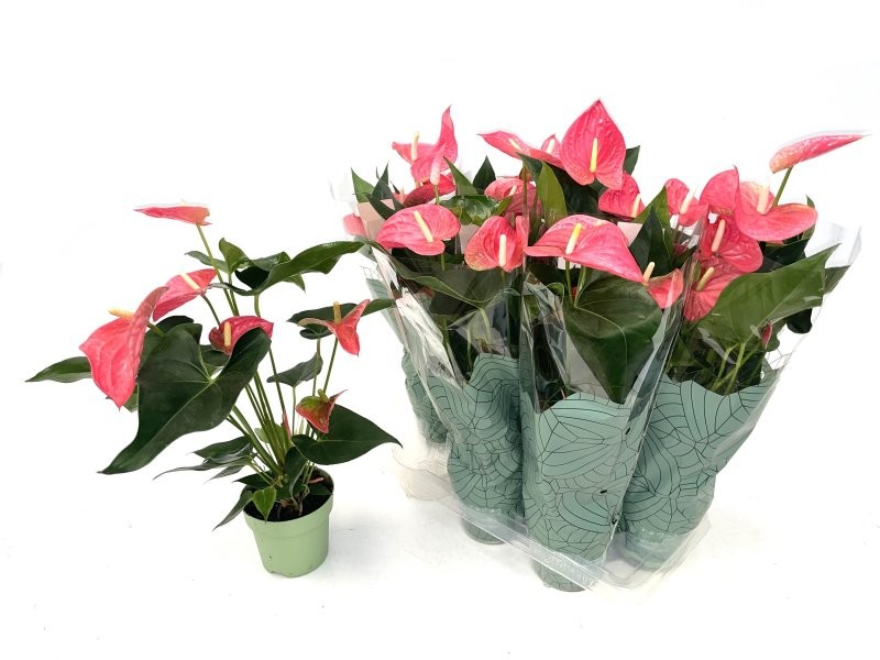 ANTHURIUM  M14 MAINE rosa