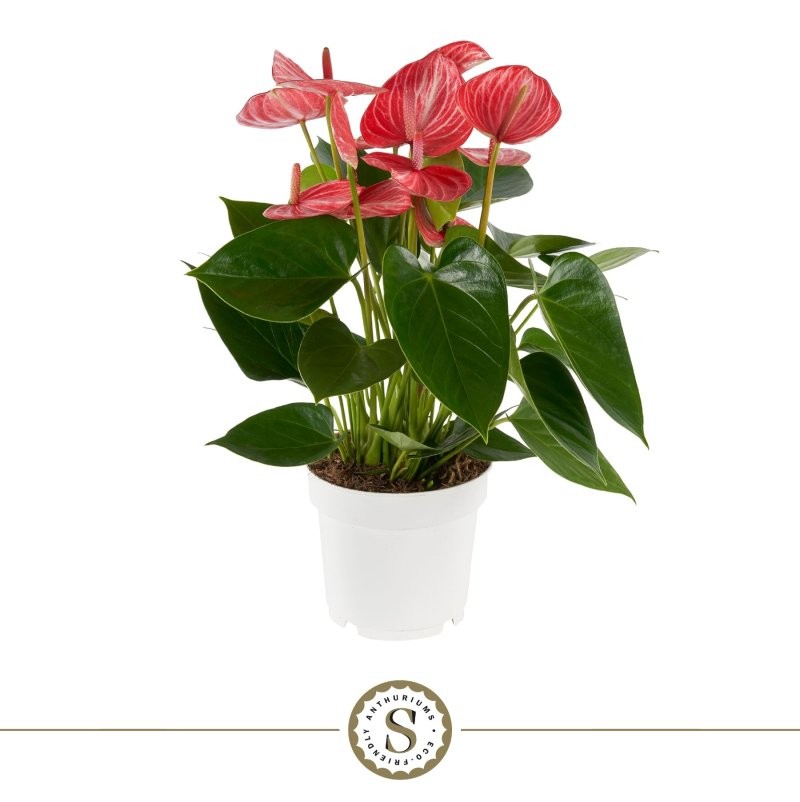 ANTHURIUM  M14 LIVIUM RUBY