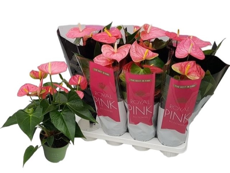 ANTHURIUM  M14 COLORADO ROSA