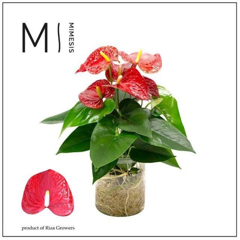 ANTHURIUM  M14 CRISTAL AQUO KARMA RED