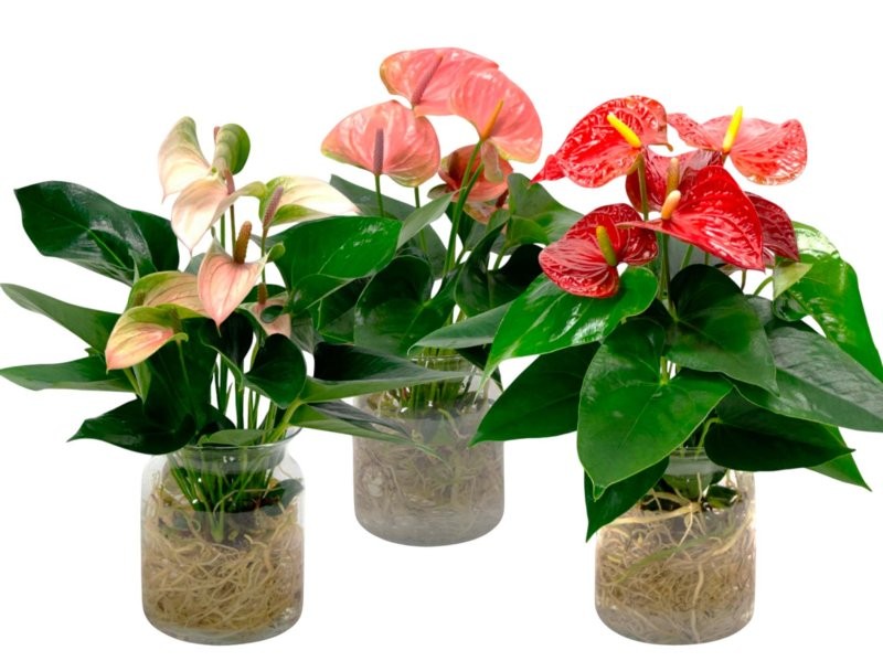 ANTHURIUM  M14 CRISTAL AQUO mix