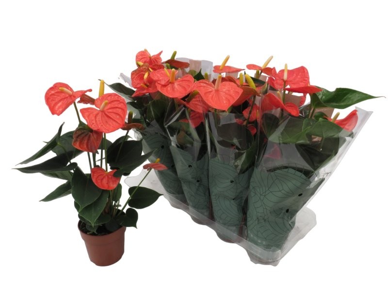 ANTHURIUM  M14 ATLAS TARONJA