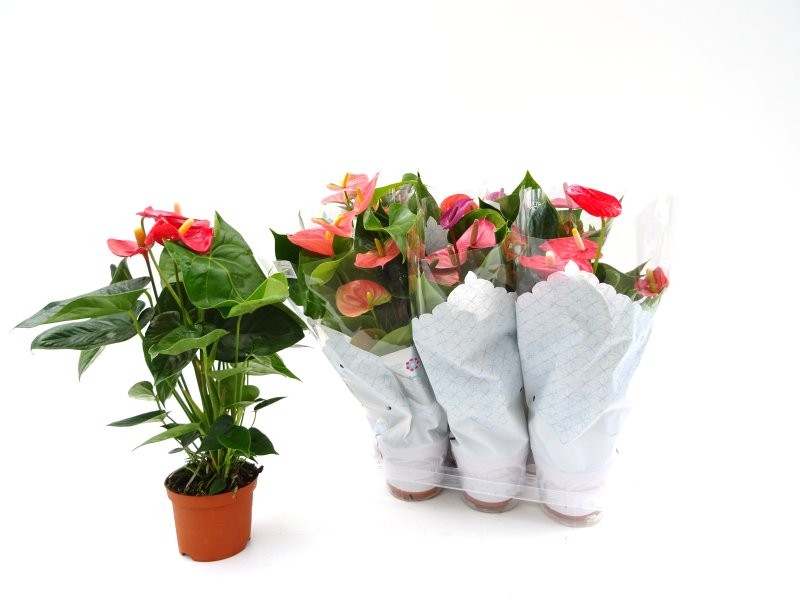 ANTHURIUM  M14 MIX