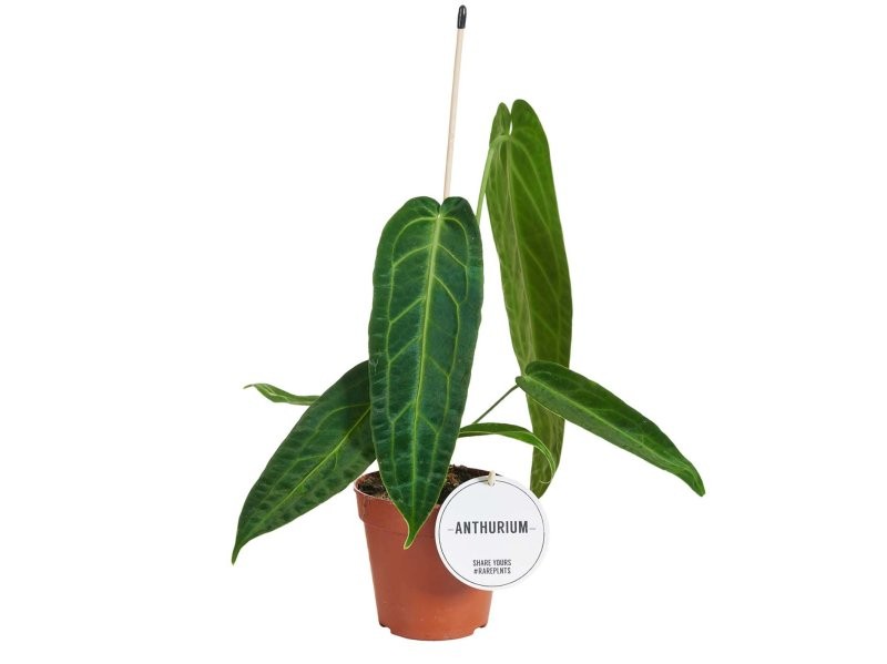 ANTHURIUM  M12 WAROCQUEANUM