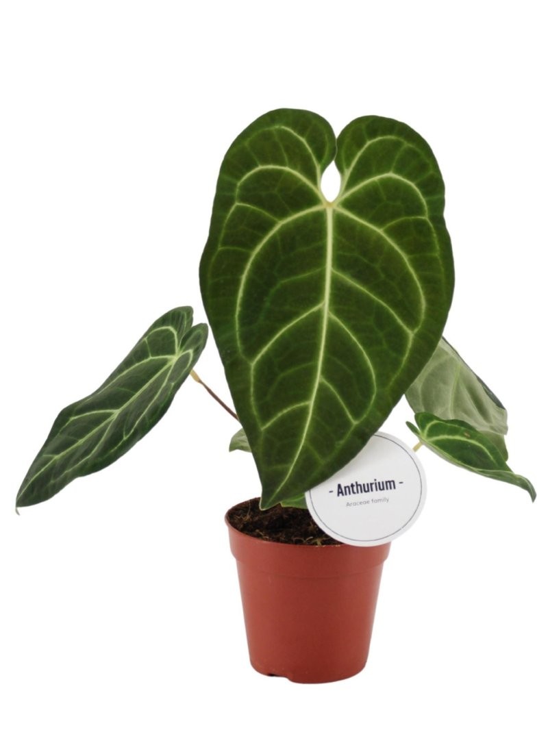 ANTHURIUM  M12 REGALE
