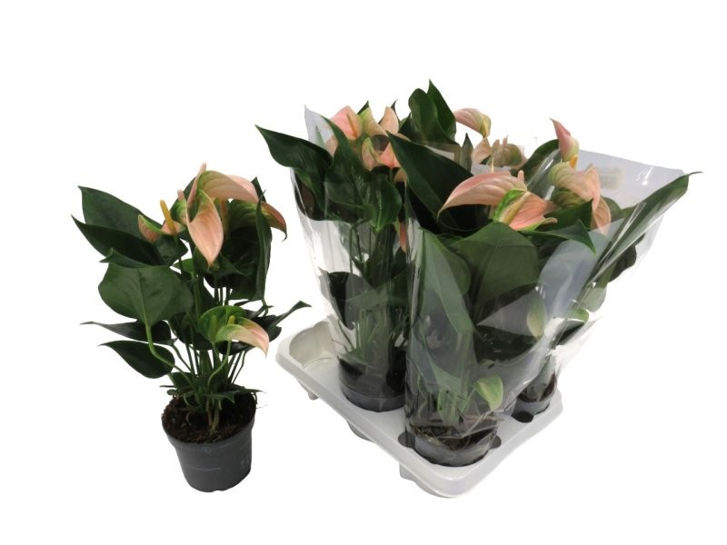 ANTHURIUM  M12 PEACHE