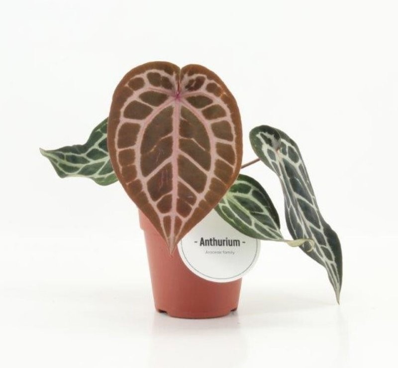 ANTHURIUM  M12 PINK BLUSH