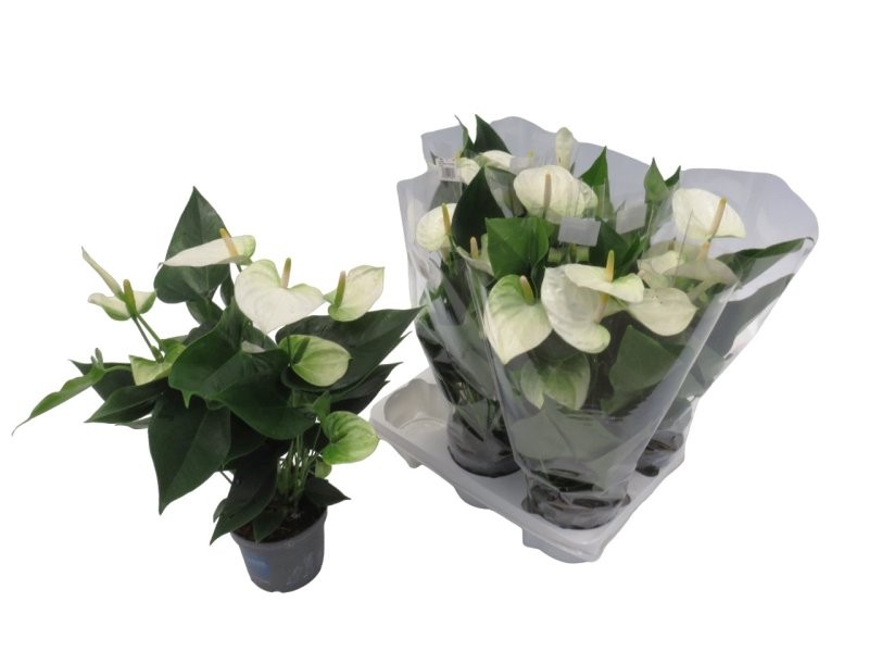 ANTHURIUM  M12 KARMA BLANC
