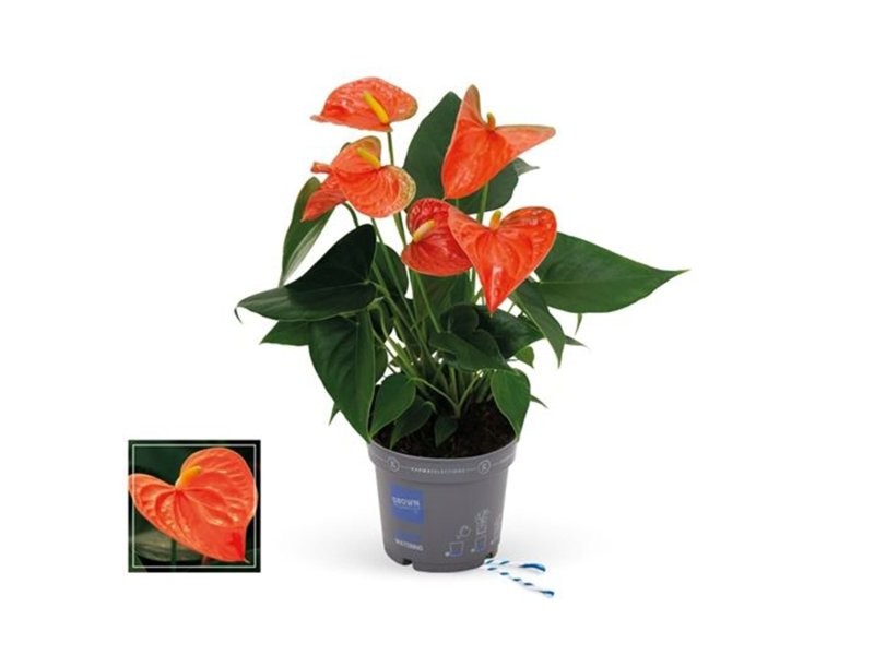 ANTHURIUM  M12 KARMA ORANGE