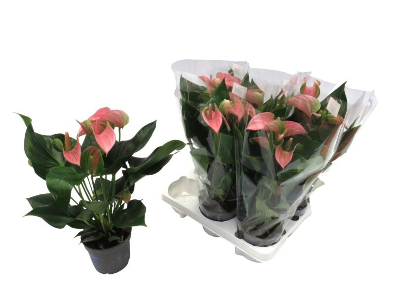 ANTHURIUM  M12 JOLY PINK