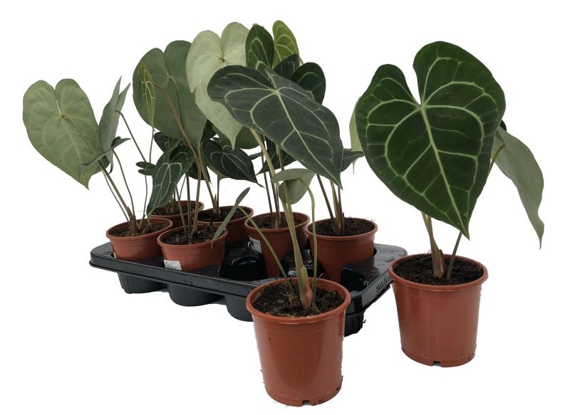 ANTHURIUM  M12 CLARINERVIUM