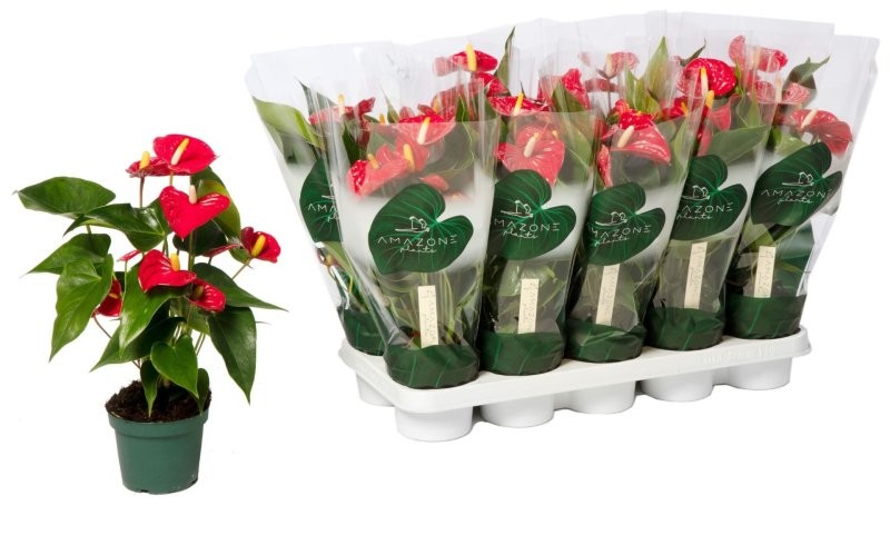 ANTHURIUM  M12 ARISTO vermell