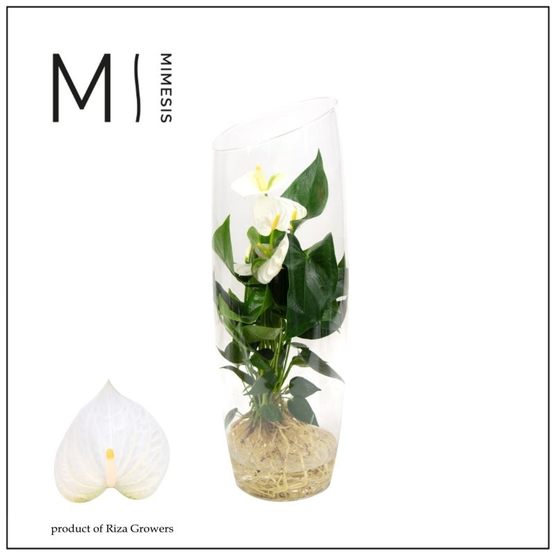ANTHURIUM  M12 CRISTAL AQUO KARMA WHITE
