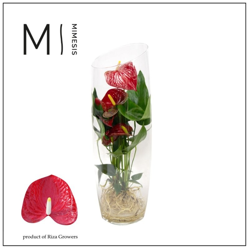 ANTHURIUM  M12 CRISTAL AQUO KARMA RED