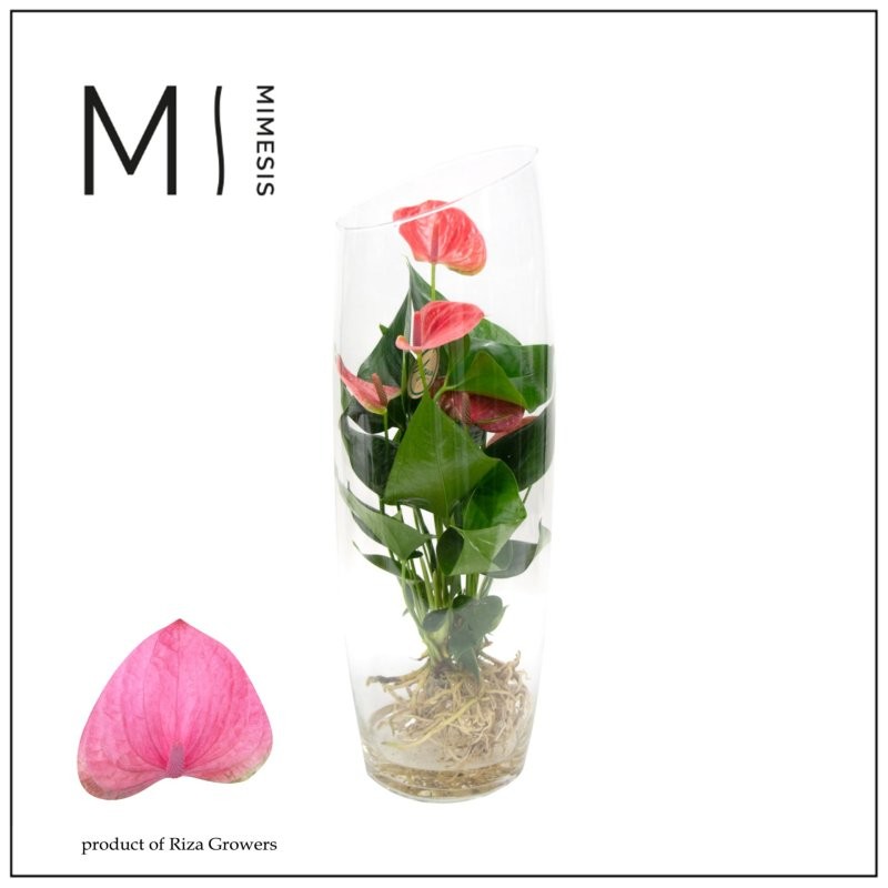 ANTHURIUM  M12 CRISTAL AQUO KARMA PINK