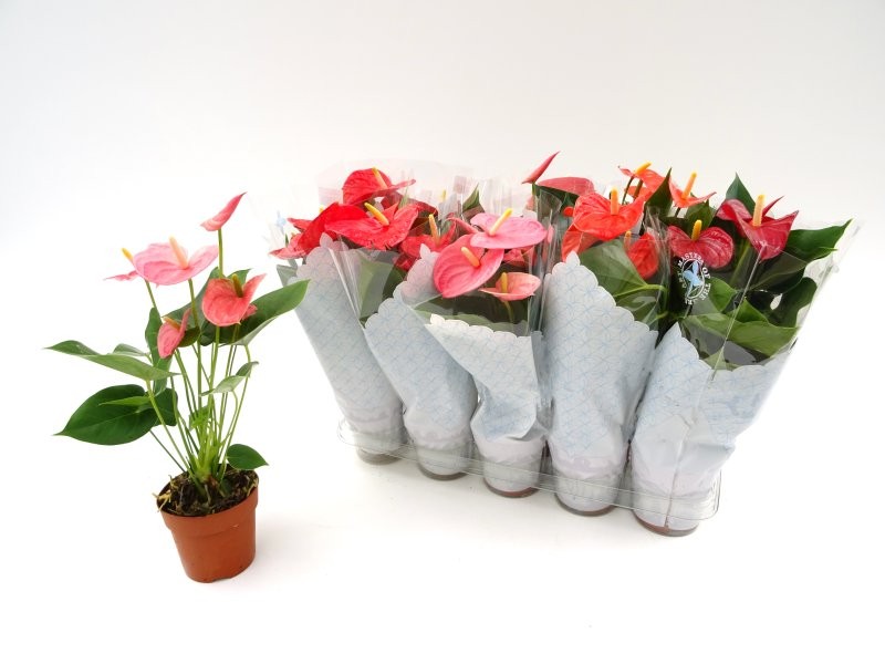 ANTHURIUM  M12 mix