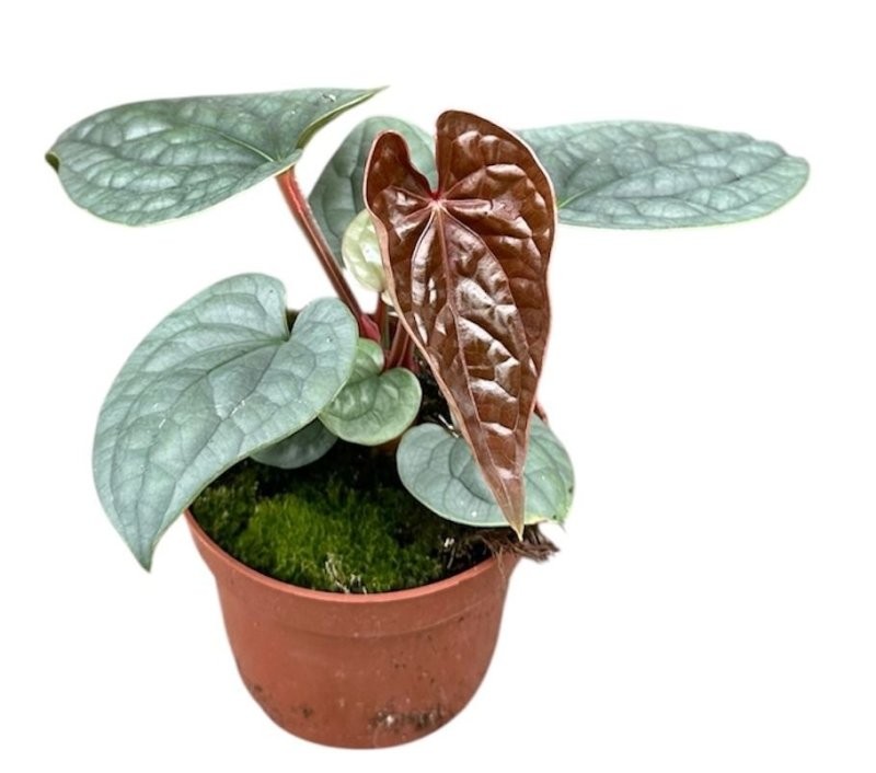 ANTHURIUM  M11 LUXURIANS